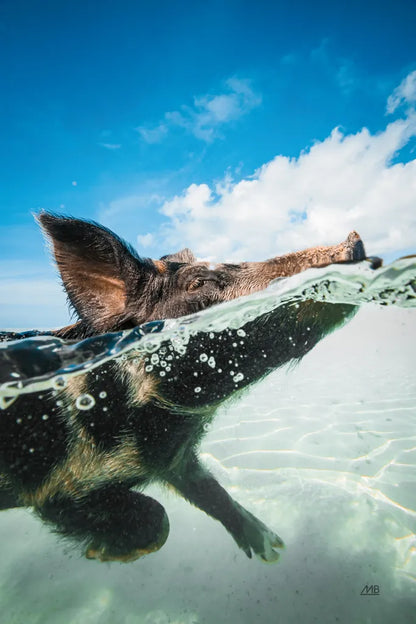 Swimming Pig by Max Blakesberg Studios. SKU 92807h. Archival Giclee Fine art print for wall decor.