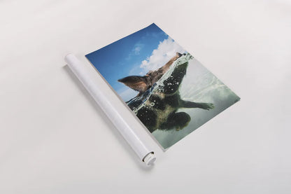 Swimming Pig by Max Blakesberg Studios. shown as a rolled paper print. Available as archival giclee rolled canvas, fine art paper, or poster print. SKU 92807h.