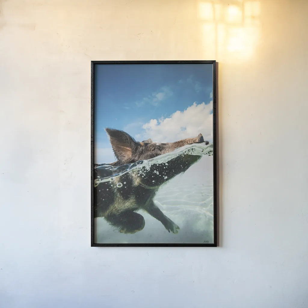 Swimming Pig by Max Blakesberg Studios. shown as a paper print in a black flame. Available as a archival giclee rolled canvas, fine art paper, or poster print. SKU 92807h.