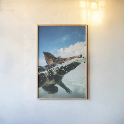 Swimming Pig by Max Blakesberg Studios. shown as a paper print in a natural frame. Available as a archival giclee rolled canvas, fine art paper, or poster print. SKU 92807h.