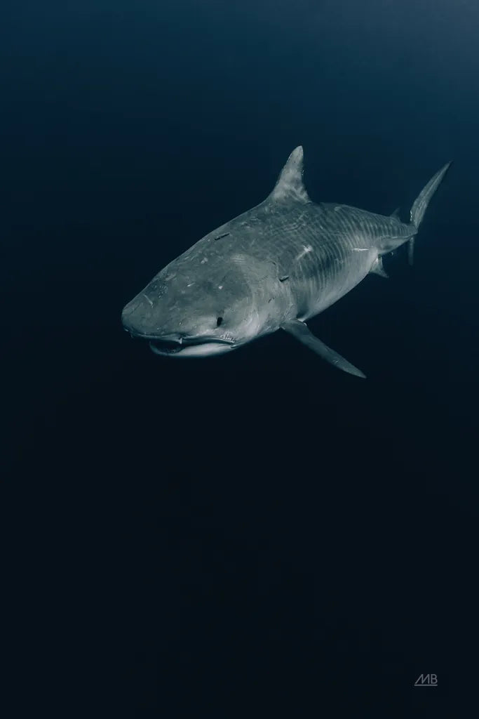 Tiger Shark by Max Blakesberg Studios. SKU 92695h. Archival Giclee Fine art print for wall decor.