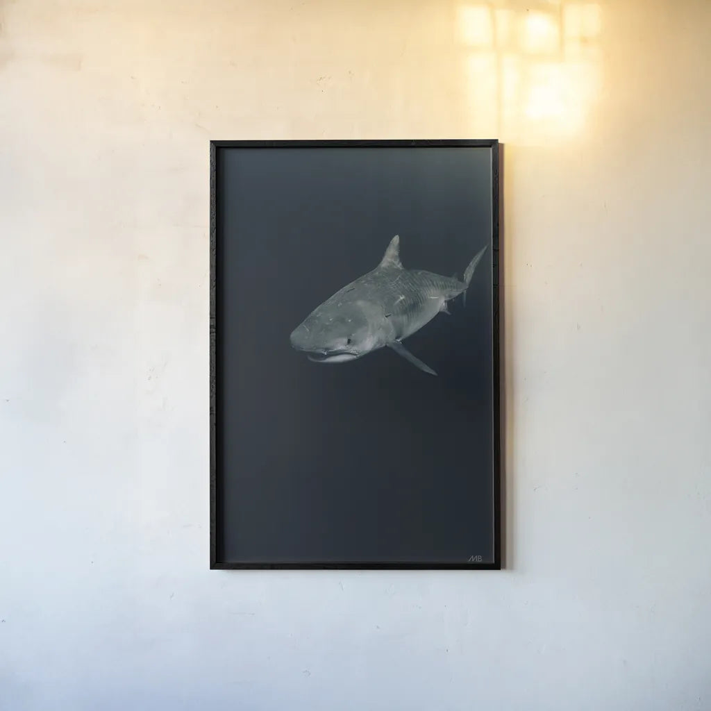 Tiger Shark by Max Blakesberg Studios. shown as a paper print in a black flame. Available as a archival giclee rolled canvas, fine art paper, or poster print. SKU 92695h.