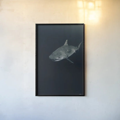 Tiger Shark by Max Blakesberg Studios. shown as a paper print in a black flame. Available as a archival giclee rolled canvas, fine art paper, or poster print. SKU 92695h.