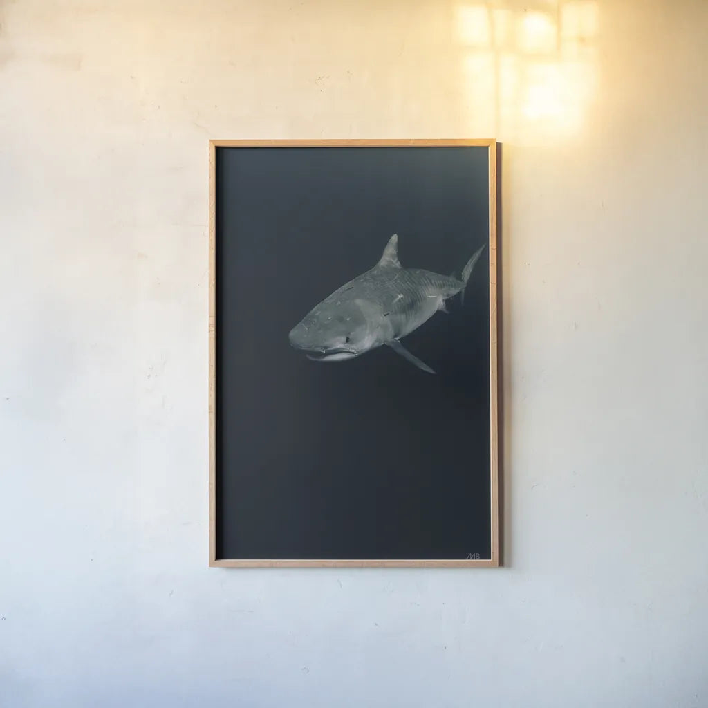 Tiger Shark by Max Blakesberg Studios. shown as a paper print in a natural frame. Available as a archival giclee rolled canvas, fine art paper, or poster print. SKU 92695h.