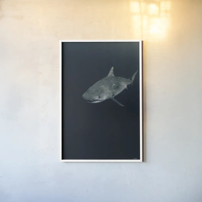 Tiger Shark by Max Blakesberg Studios. shown as a paper print in a white frame. Available as a archival giclee rolled canvas, fine art paper, or poster print. SKU 92695h.
