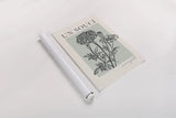 French Flower Poster II Bold by Mercedes Lopez Charro. shown as a rolled paper print. Available as archival giclee rolled canvas, fine art paper, or poster print. SKU 86098h.