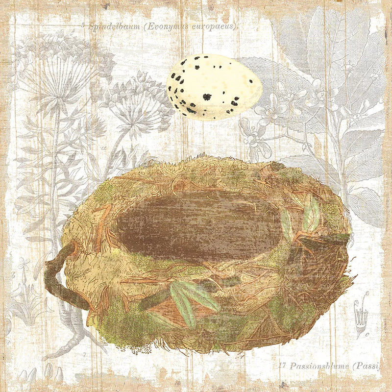 Botanical Nest I by Moira Hershey. SKU 8383a. Archival Giclee Fine art print for wall decor.