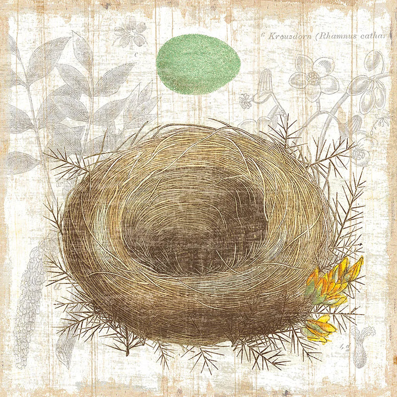 Botanical Nest II by Moira Hershey. SKU 8384a. Archival Giclee Fine art print for wall decor.