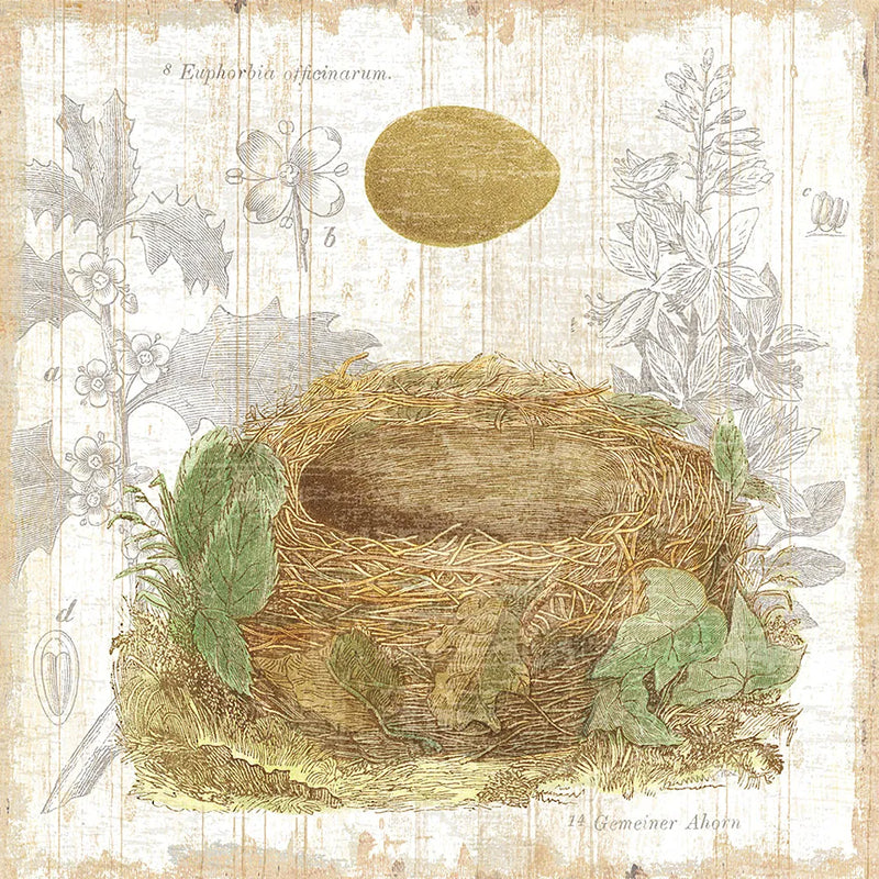 Botanical Nest IV by Moira Hershey. SKU 8386a. Archival Giclee Fine art print for wall decor.