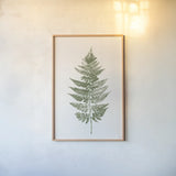 Fern Print I White Crop by Moira Hershey. shown as a paper print in a natural frame. Available as a archival giclee rolled canvas, fine art paper, or poster print. SKU 67461h.