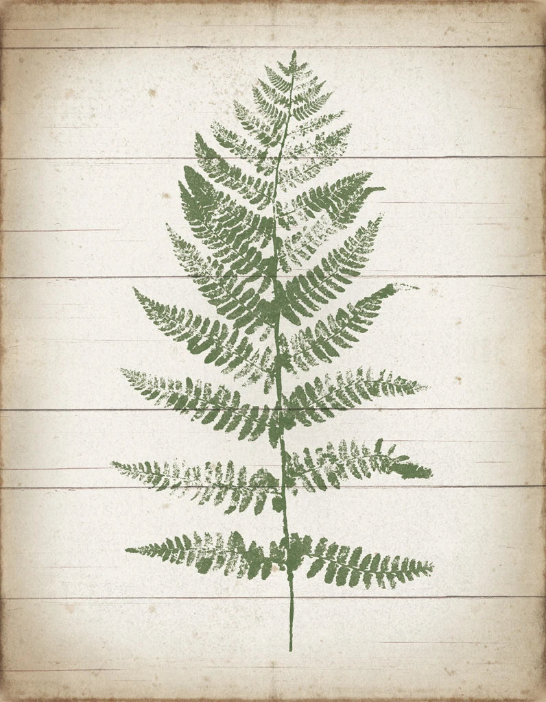 Fern Print II v2 by Moira Hershey