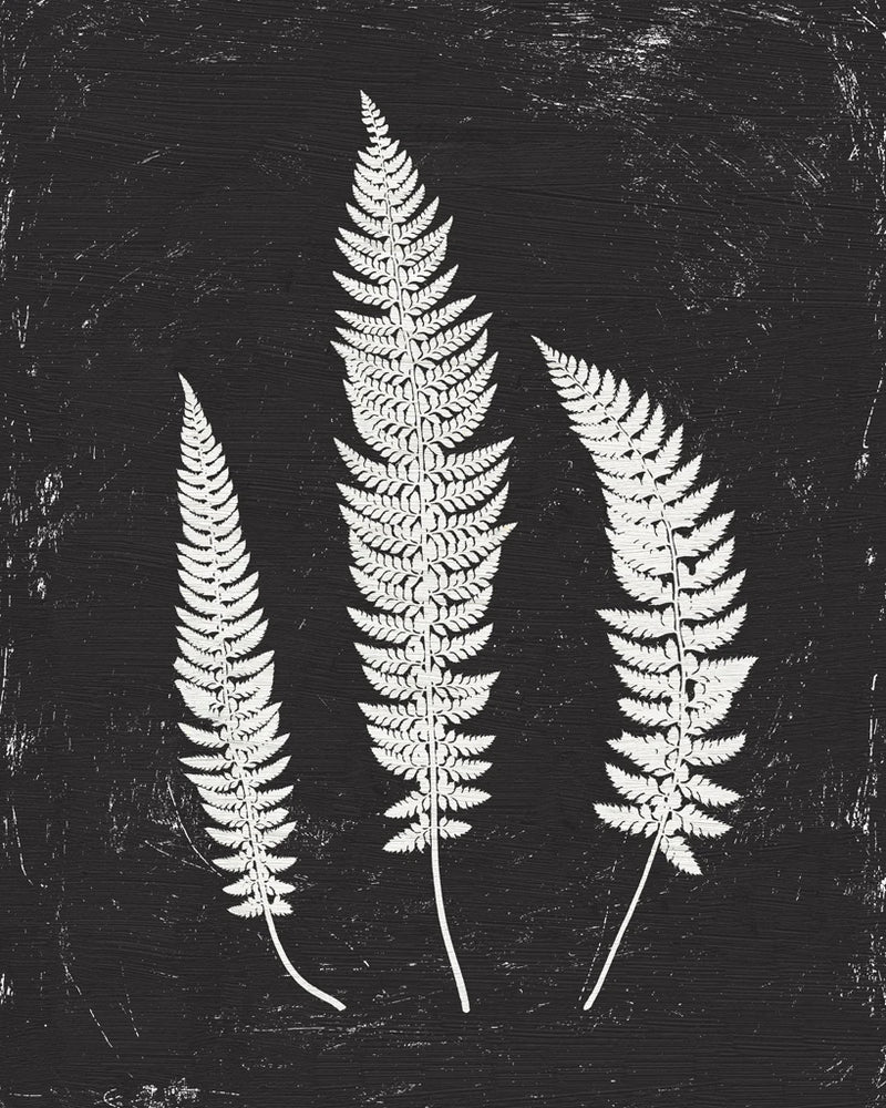 Forest Shadows II Black Crop by Moira Hershey