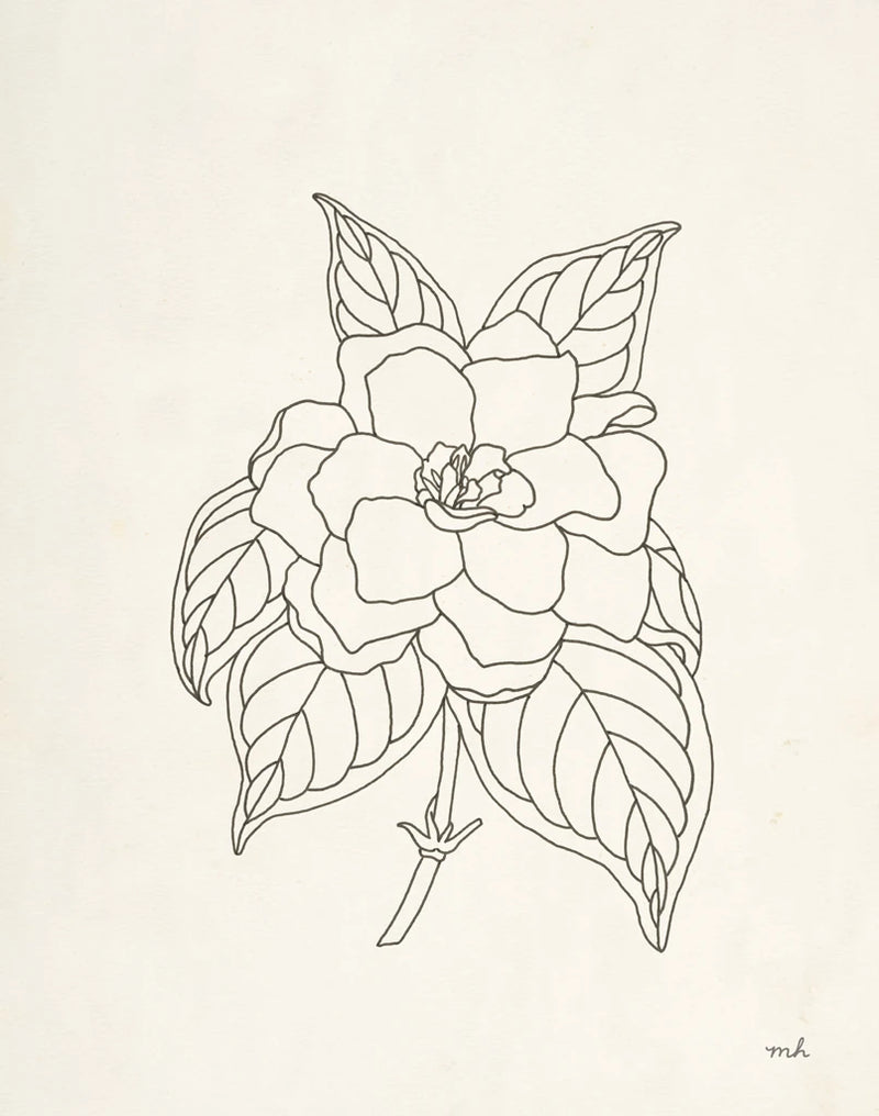 Gardenia Line Drawing by Moira Hershey