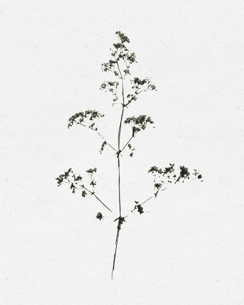 Nature Print by Moira Hershey