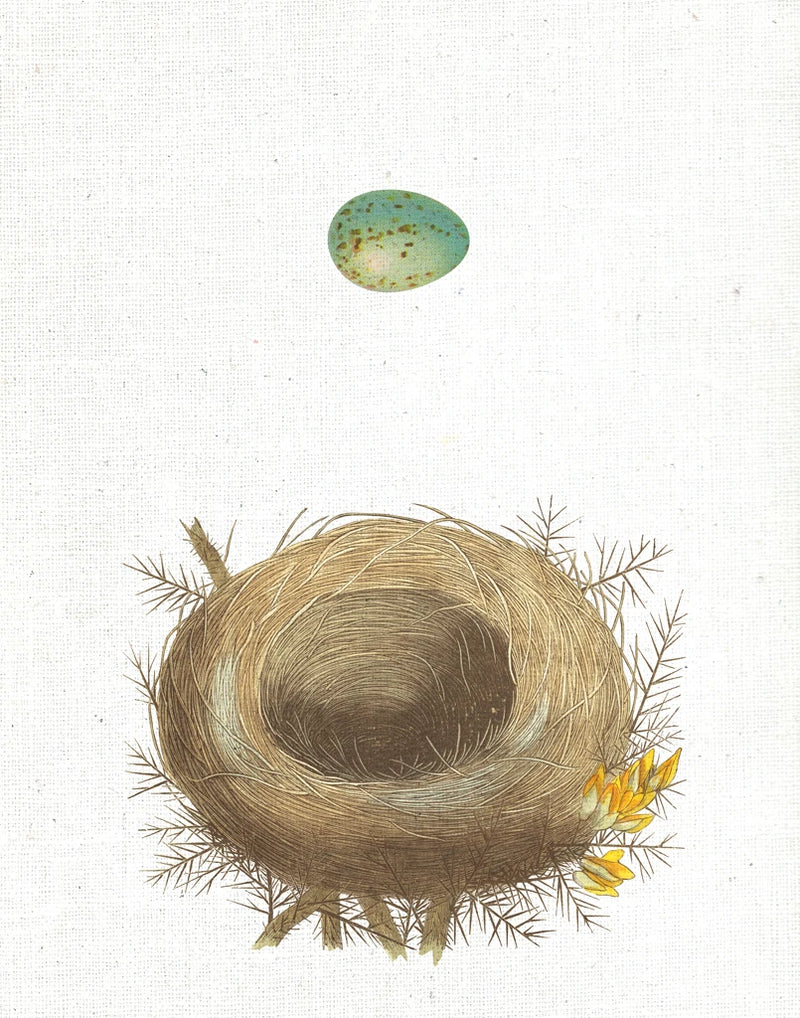 Spring Nest I Crop by Moira Hershey