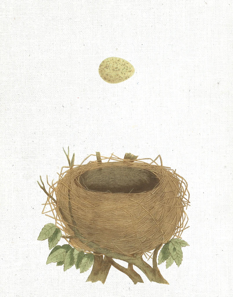 Spring Nest II Crop by Moira Hershey