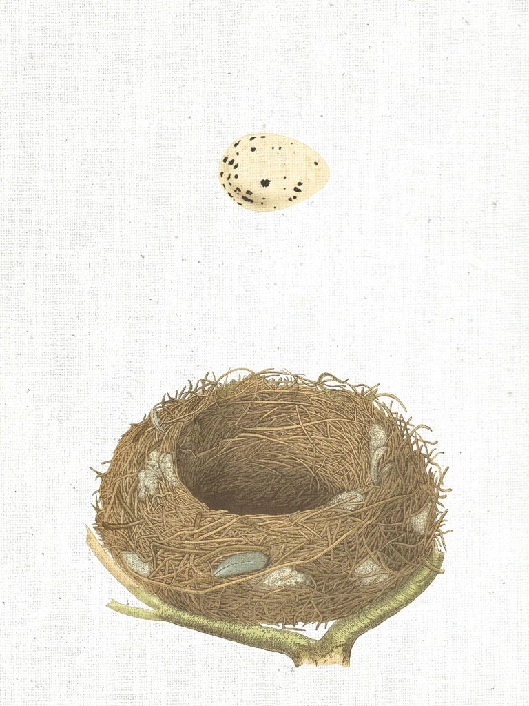 Spring Nest III by Moira Hershey