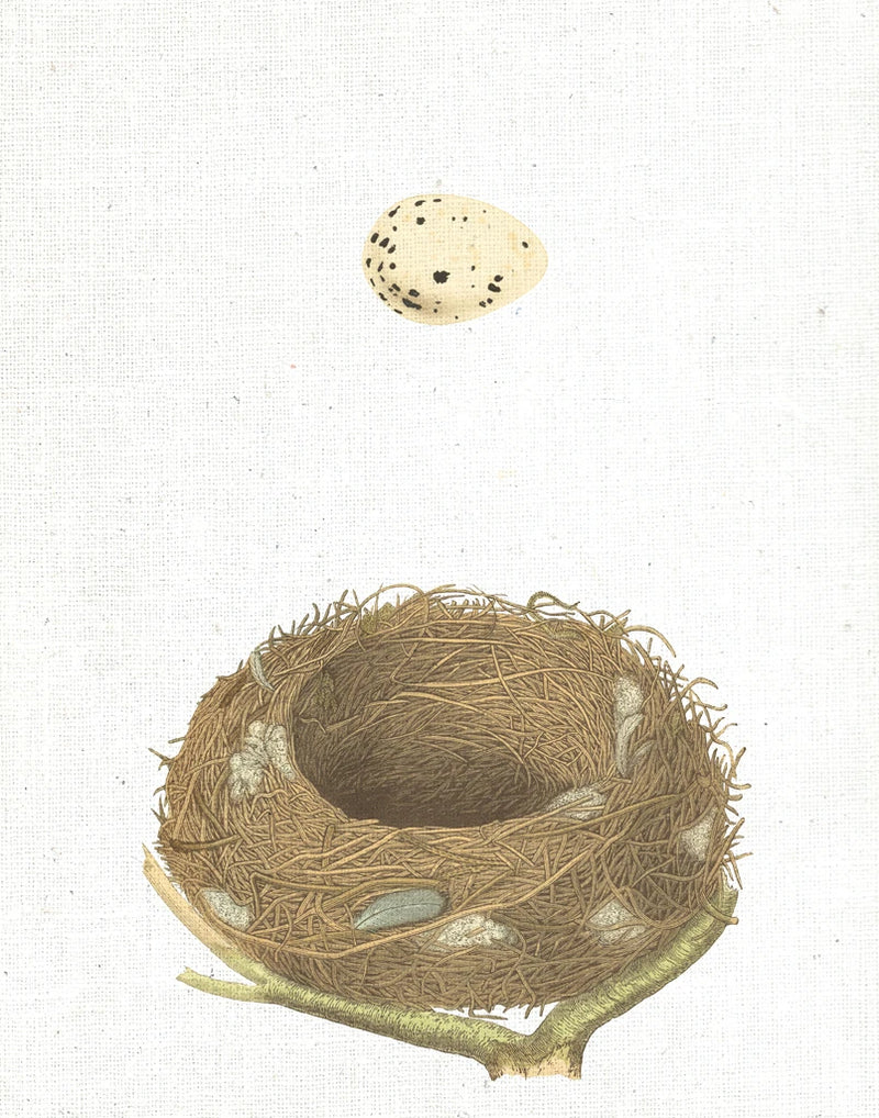 Spring Nest III Crop by Moira Hershey