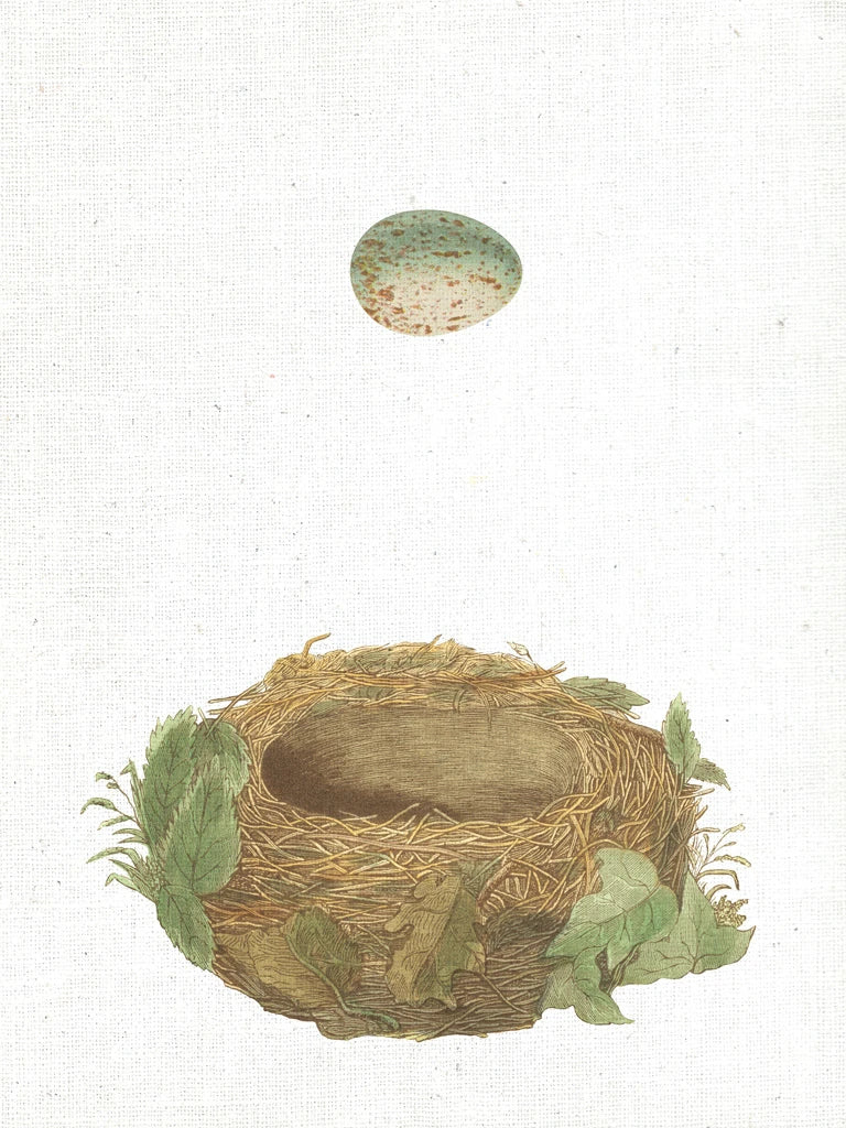 Spring Nest IV by Moira Hershey
