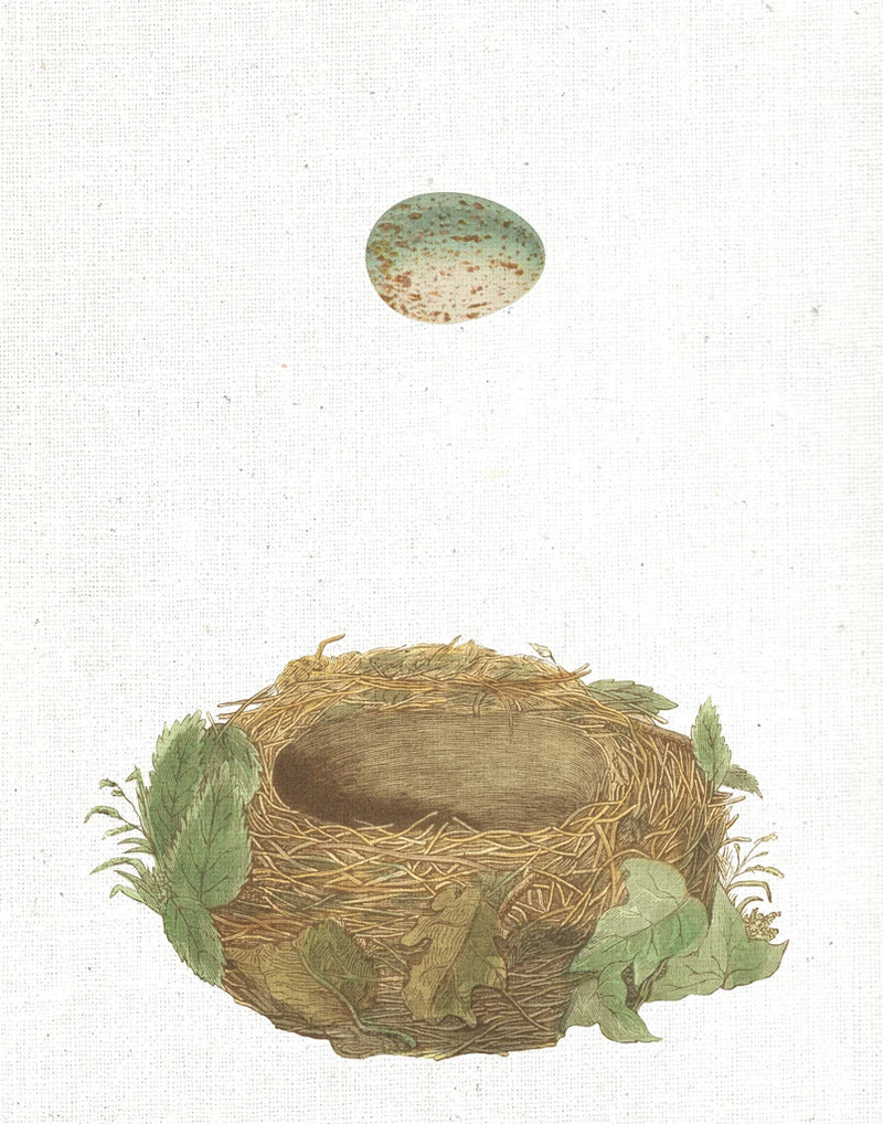 Spring Nest IV Crop by Moira Hershey
