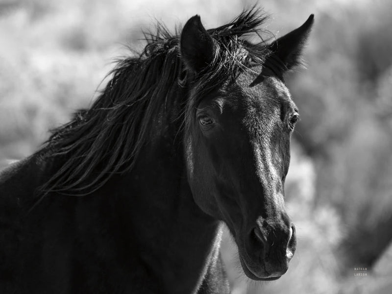 A Horse Called Utah BW by Nathan Larson