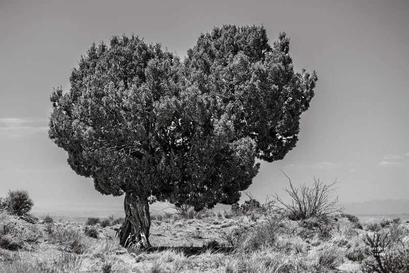 Across the Border II by Nathan Larson