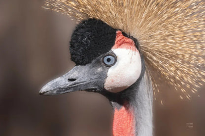 African Crowned Crane by Nathan Larson. SKU 82300i. Archival Giclee Fine art print for wall decor.