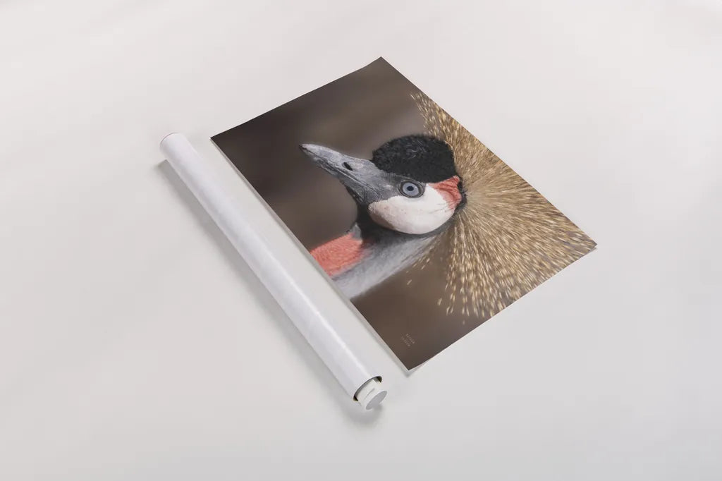 African Crowned Crane by Nathan Larson. shown as a rolled paper print. Available as archival giclee rolled canvas, fine art paper, or poster print. SKU 82300i.