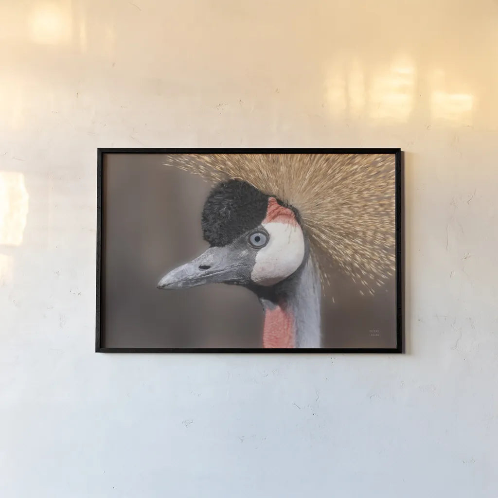 African Crowned Crane by Nathan Larson. shown as a paper print in a black flame. Available as a archival giclee rolled canvas, fine art paper, or poster print. SKU 82300i.