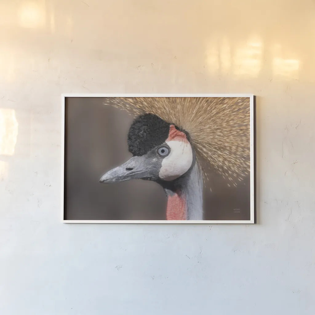 African Crowned Crane by Nathan Larson. shown as a paper print in a white frame. Available as a archival giclee rolled canvas, fine art paper, or poster print. SKU 82300i.