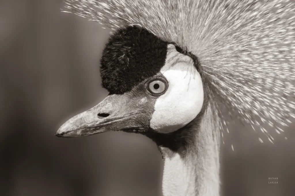African Crowned Crane BW by Nathan Larson. SKU 82301i. Archival Giclee Fine art print for wall decor.