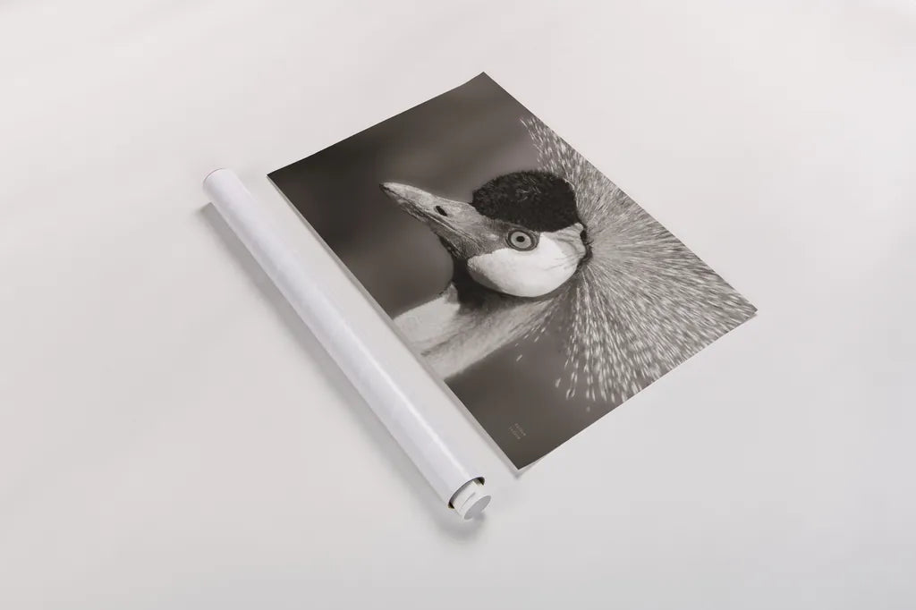 African Crowned Crane BW by Nathan Larson. shown as a rolled paper print. Available as archival giclee rolled canvas, fine art paper, or poster print. SKU 82301i.