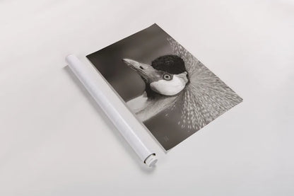 African Crowned Crane BW by Nathan Larson. shown as a rolled paper print. Available as archival giclee rolled canvas, fine art paper, or poster print. SKU 82301i.