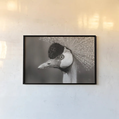 African Crowned Crane BW by Nathan Larson. shown as a paper print in a black flame. Available as a archival giclee rolled canvas, fine art paper, or poster print. SKU 82301i.