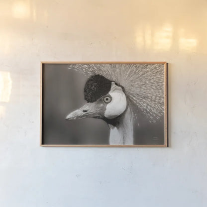 African Crowned Crane BW by Nathan Larson. shown as a paper print in a natural frame. Available as a archival giclee rolled canvas, fine art paper, or poster print. SKU 82301i.