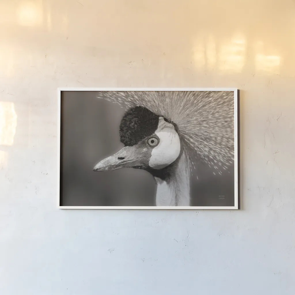 African Crowned Crane BW by Nathan Larson. shown as a paper print in a white frame. Available as a archival giclee rolled canvas, fine art paper, or poster print. SKU 82301i.