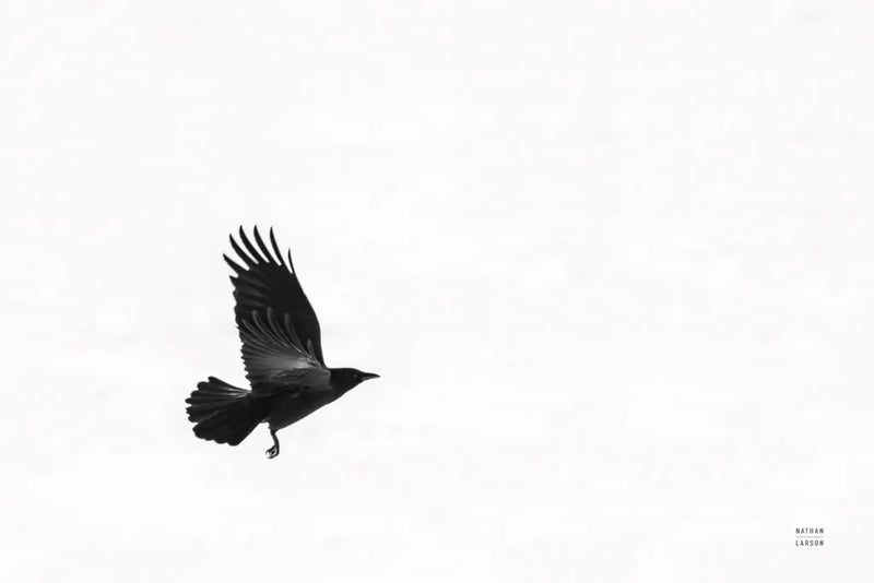 Air Clan by Nathan Larson. SKU 72696i. Archival Giclee Fine art print for wall decor.
