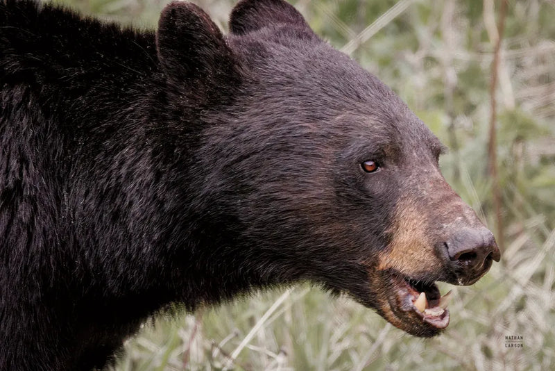 Alberta Black Bear by Nathan Larson. SKU 100749i. Archival Giclee Fine art print for wall decor.