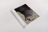 Alberta Black Bear by Nathan Larson. shown as a rolled paper print. Available as archival giclee rolled canvas, fine art paper, or poster print. SKU 100749i.