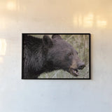 Alberta Black Bear by Nathan Larson. shown as a paper print in a black flame. Available as a archival giclee rolled canvas, fine art paper, or poster print. SKU 100749i.