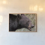 Alberta Black Bear by Nathan Larson. shown as a paper print in a natural frame. Available as a archival giclee rolled canvas, fine art paper, or poster print. SKU 100749i.