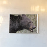 Alberta Black Bear by Nathan Larson. shown as a paper print in a white frame. Available as a archival giclee rolled canvas, fine art paper, or poster print. SKU 100749i.