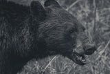 Alberta Black Bear BW by Nathan Larson. SKU 100751i. Archival Giclee Fine art print for wall decor.