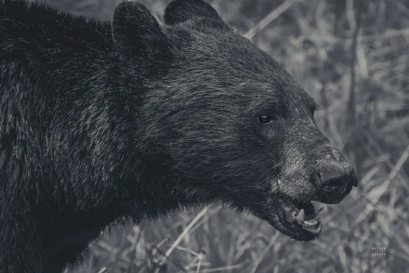 Alberta Black Bear BW by Nathan Larson. SKU 100751i. Archival Giclee Fine art print for wall decor.