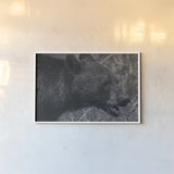 Alberta Black Bear BW by Nathan Larson. shown as a paper print in a white frame. Available as a archival giclee rolled canvas, fine art paper, or poster print. SKU 100751i.