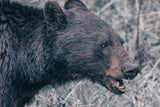 Alberta Black Bear Tones by Nathan Larson. SKU 100750i. Archival Giclee Fine art print for wall decor.