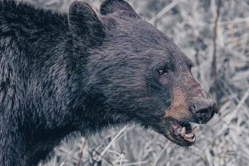 Alberta Black Bear Tones by Nathan Larson. SKU 100750i. Archival Giclee Fine art print for wall decor.