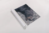 Alberta Black Bear Tones by Nathan Larson. shown as a rolled paper print. Available as archival giclee rolled canvas, fine art paper, or poster print. SKU 100750i.