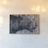Alberta Black Bear Tones by Nathan Larson. shown as a paper print in a natural frame. Available as a archival giclee rolled canvas, fine art paper, or poster print. SKU 100750i.