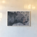 Alberta Black Bear Tones by Nathan Larson. shown as a paper print in a white frame. Available as a archival giclee rolled canvas, fine art paper, or poster print. SKU 100750i.